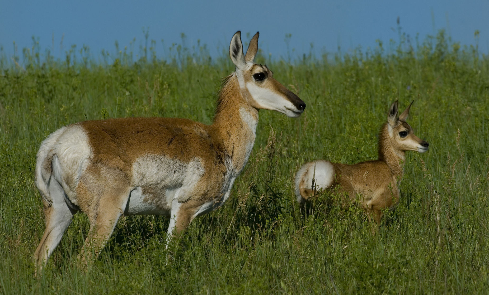 Baby Pronghorn Get Their Start In Custer State Park | Local ...