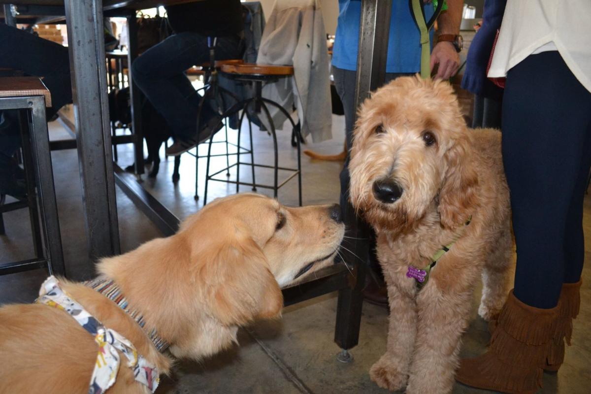 North Carolina's Triangle Area: Booming for People and Their Pets! (image)