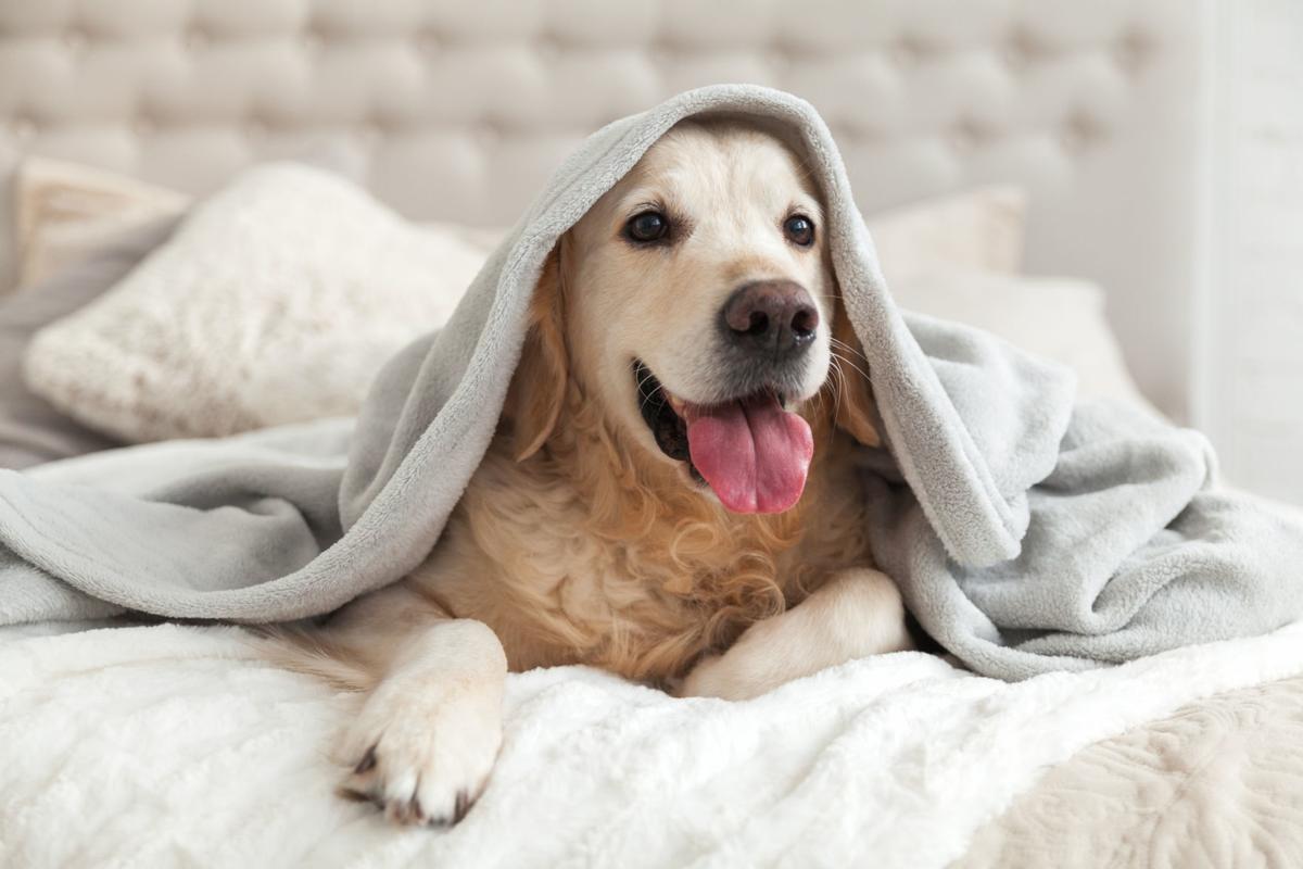 Pooch Pampering Hotels in Portland! (image)