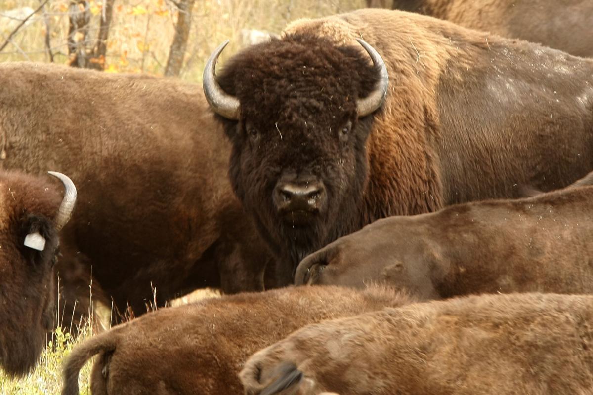 Thousands gather for Custer State Park Buffalo Roundup