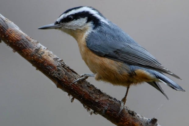 Enthusiasts Tally Black Hills Birds In Annual Count 