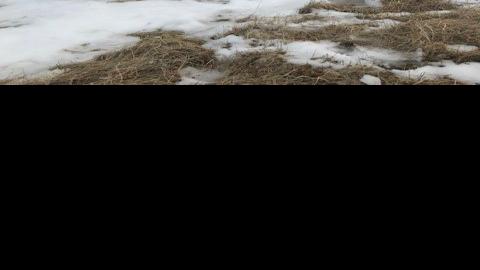 Woster The Challenge Of Coyote Hunting Sports Rapidcityjournal Com