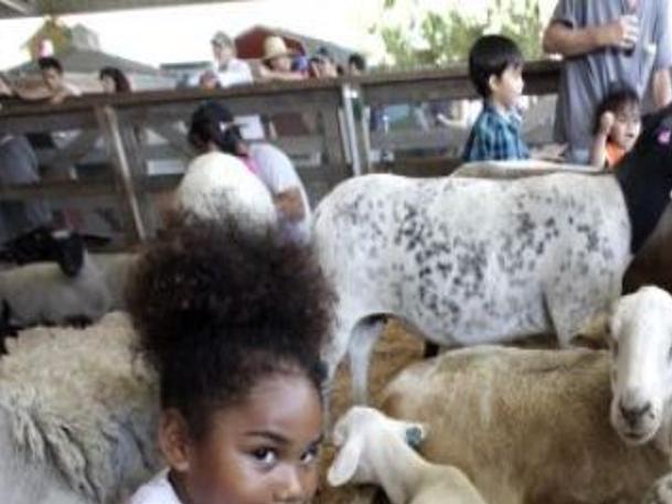 Petting Zoos Make Party Animals Out Of Goats And Sheep Lifestyles Rapidcityjournal Com