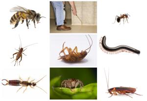 collage112.jpg