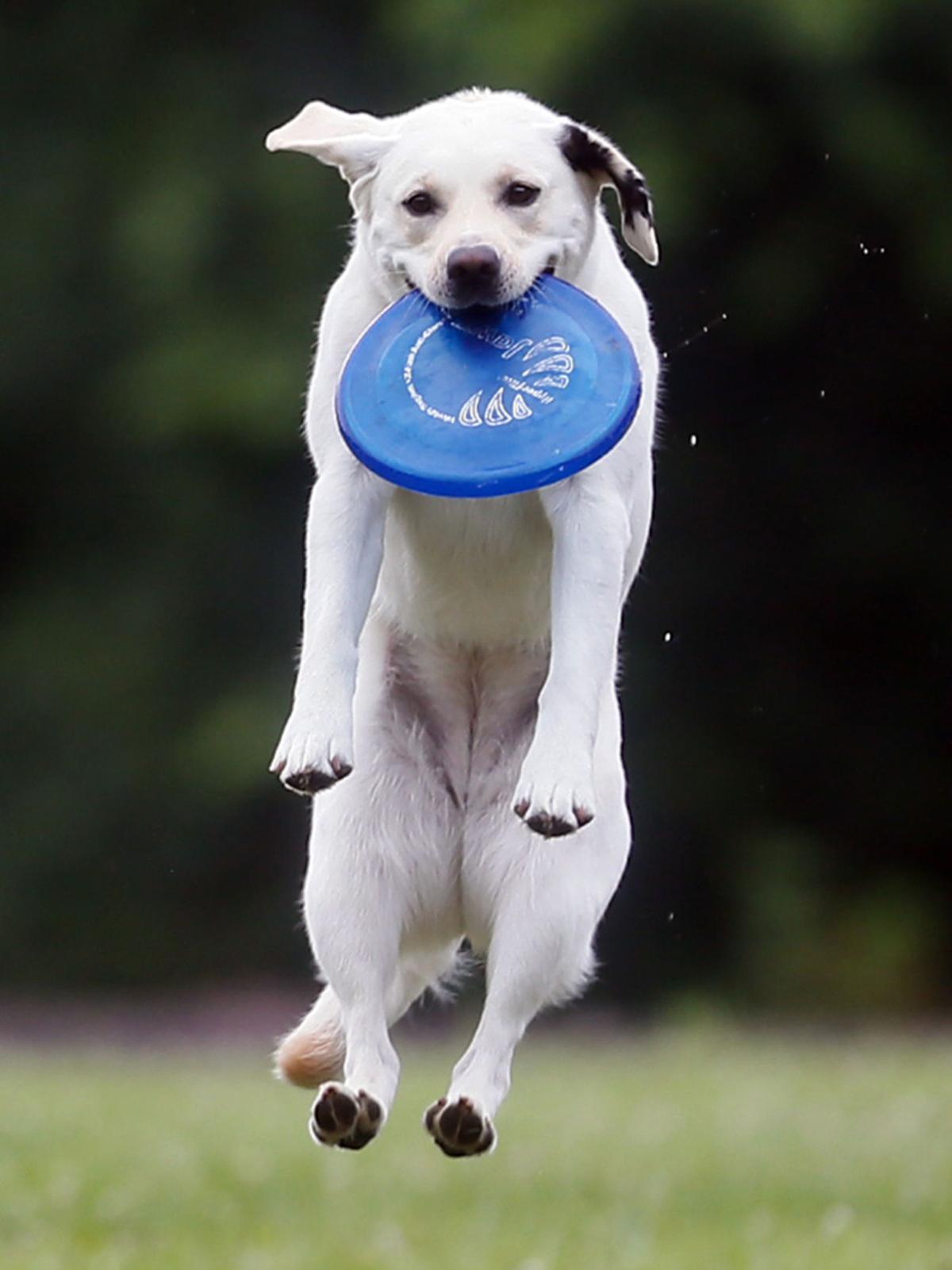 Fetch Disc Dog league growing by leaps and bounds Lifestyles