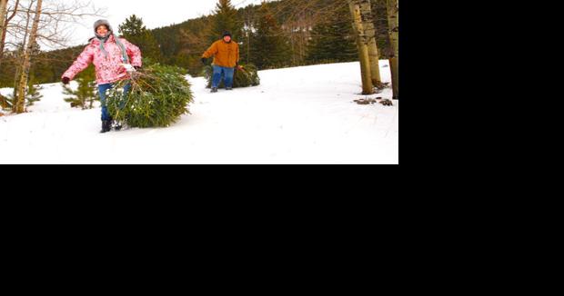 Black Hills National Forest Christmas tree permits - Vimarsana News
