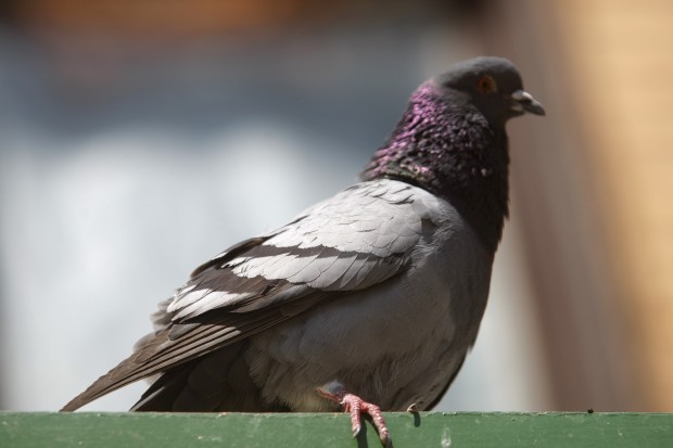 City may scratch backyard pigeons | News | rapidcityjournal.com