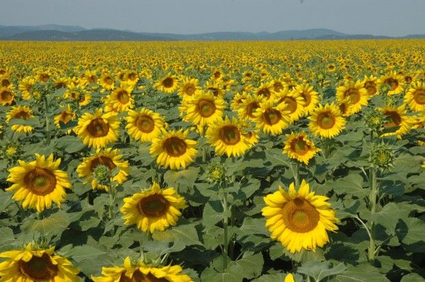 Record-breaking sunflower crop: South Dakota is top sunflower-producing ...