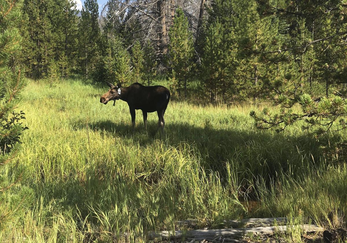 Moose population has swelled at Colorado national park