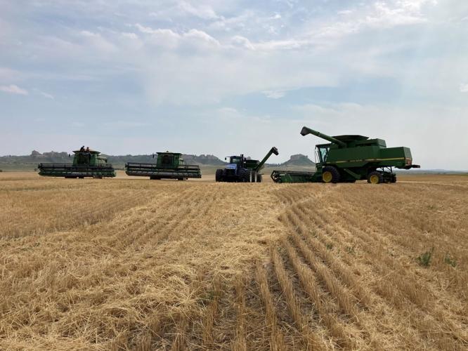 Harvest 2.jpg