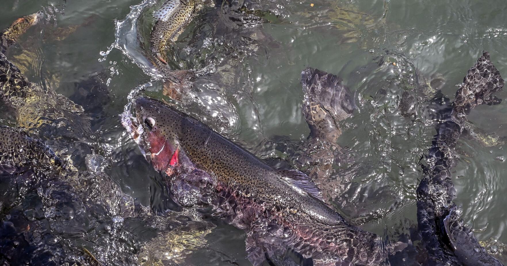 Fishing Line: Trout bite continues to be strong while walleye action still hit and miss - Vimarsana News