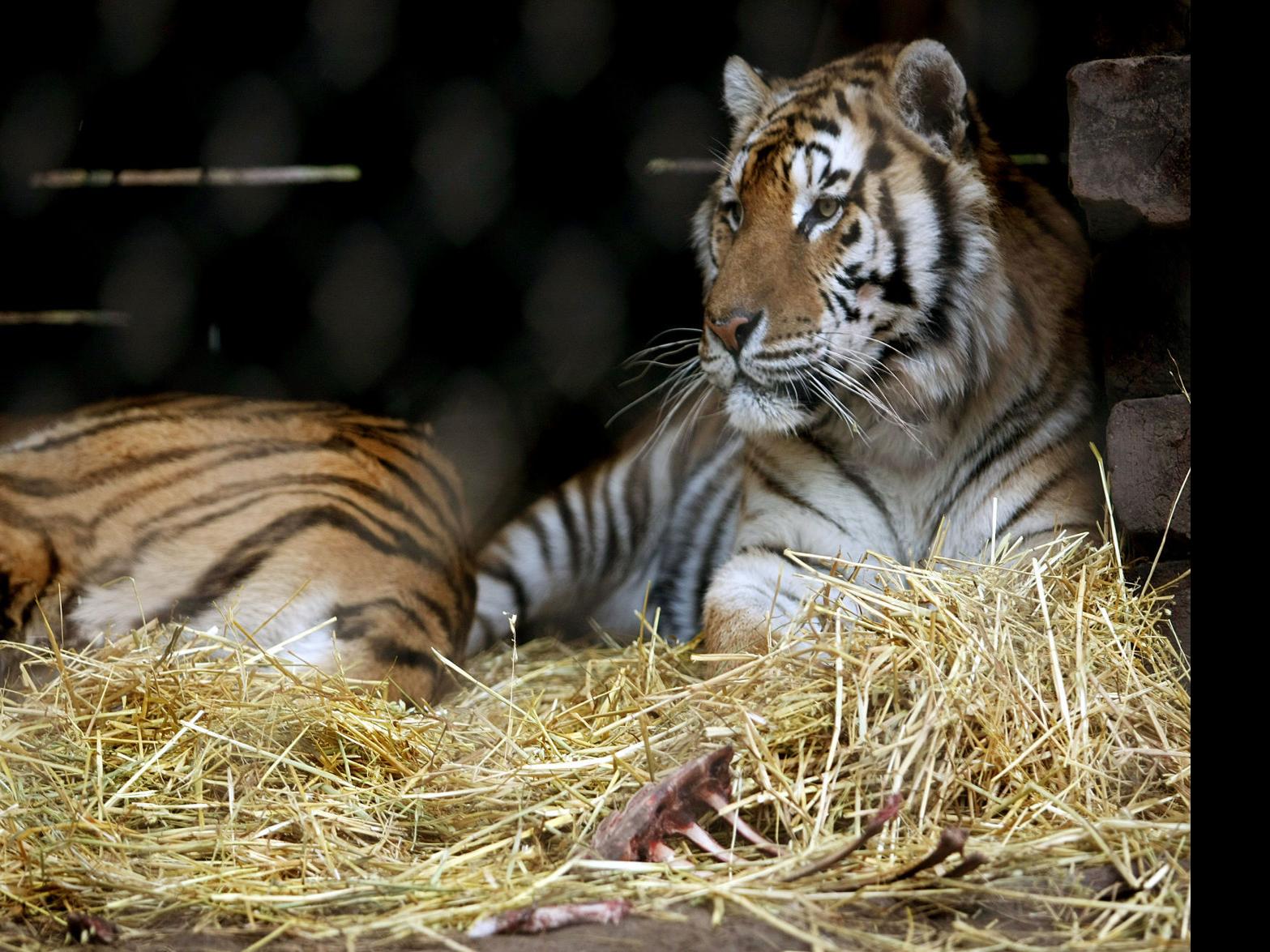 After Tiger Attack 18 Animals Removed From Spearfish Sanctuary