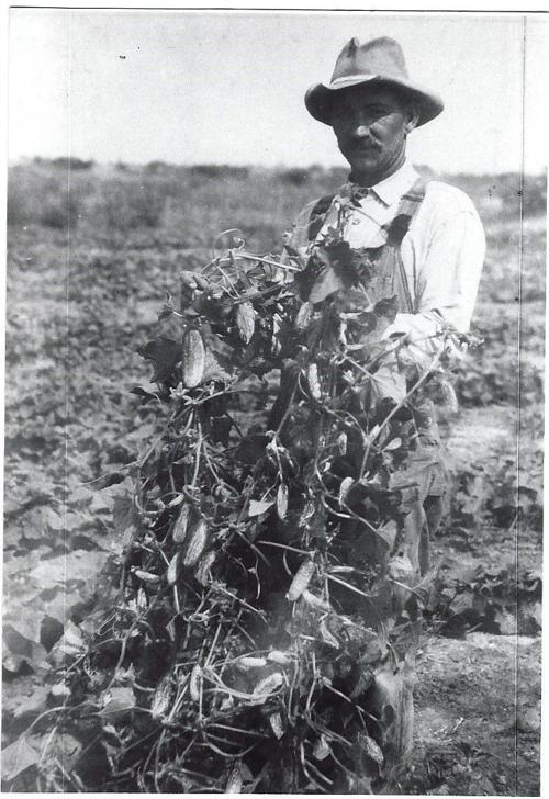 Pickle vines