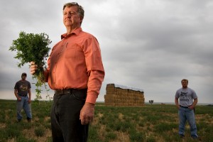 Alfalfa grower supports another fight against genetically modified