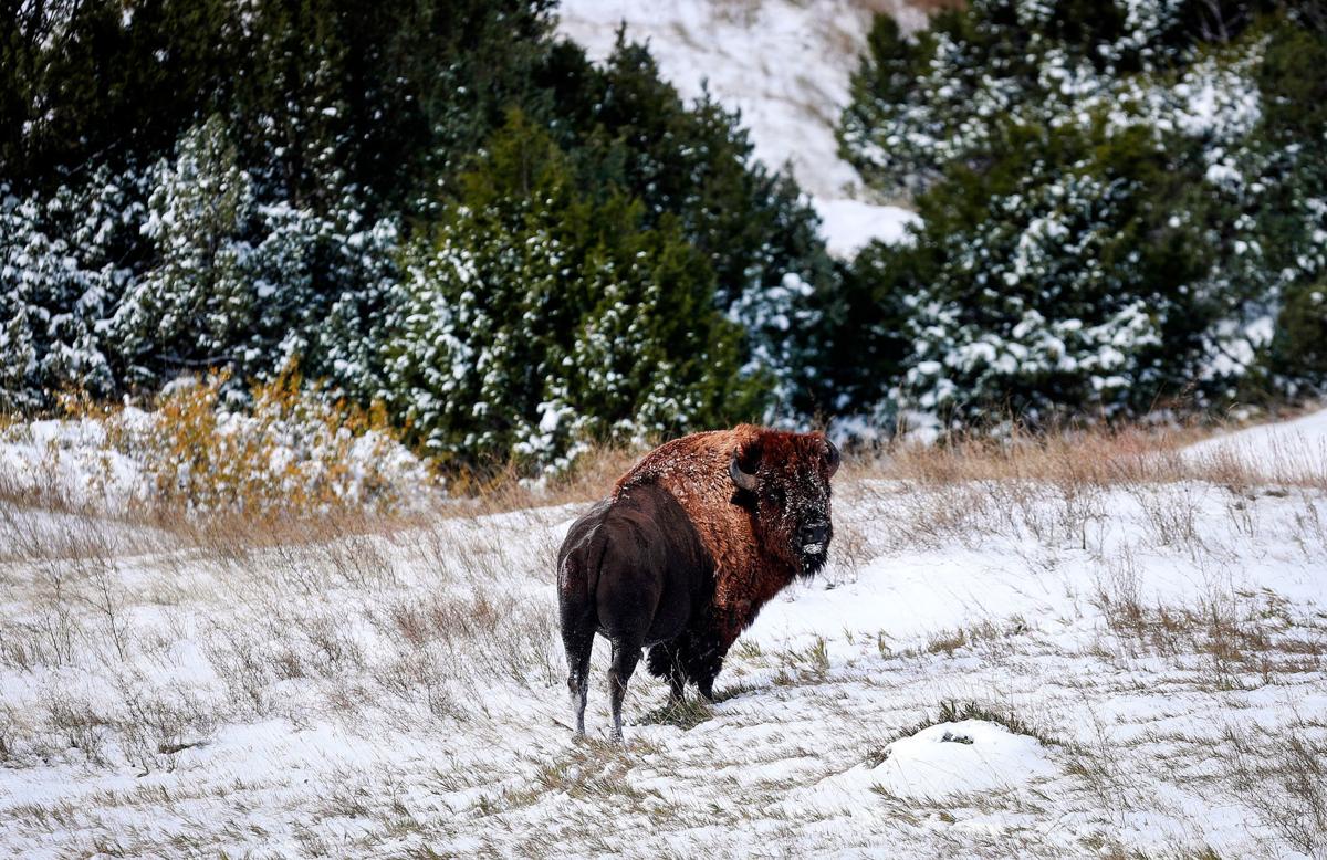 Badlands Bison Release