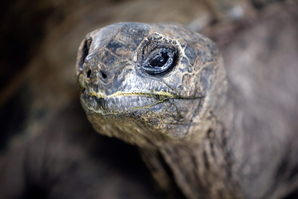 Reptile Gardens More Than Doubles Its Giant Tortoise Population
