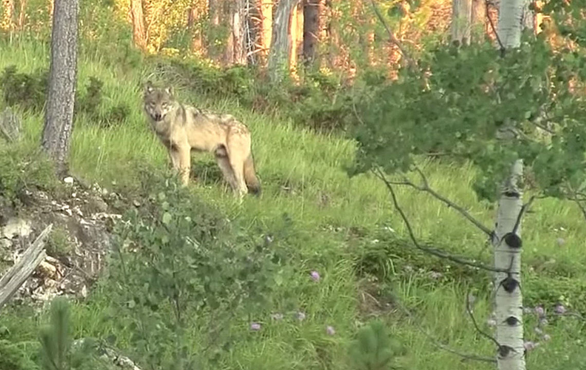 Gray wolf spotted lurking in the Black Hills