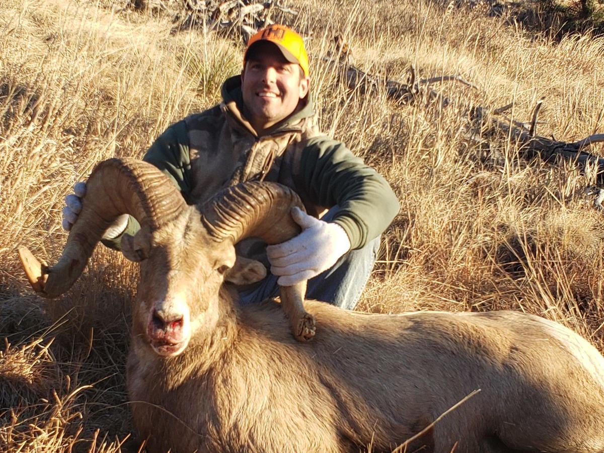 Grand Island bighorn sheep hunter successful, image size:1200x900