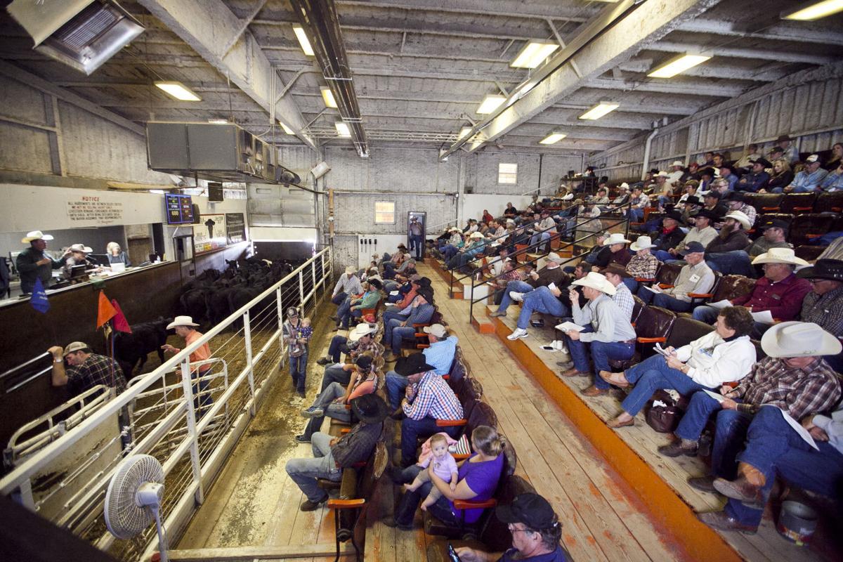Board revisits ban of livestock video sales in South Dakota