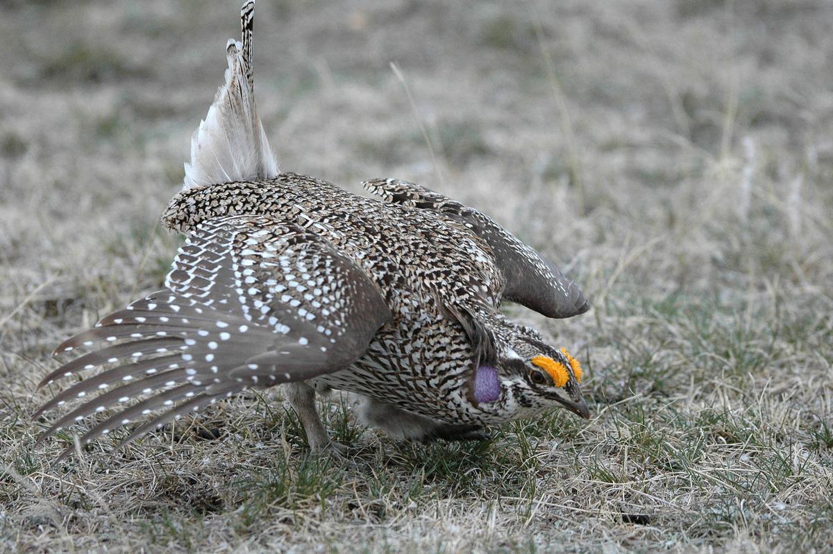 More prairie grouse this season than previously Sports