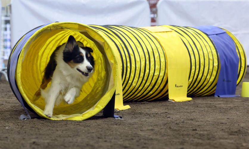dog show 4