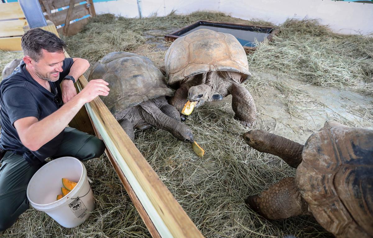 Reptile Gardens More Than Doubles Its Giant Tortoise Population