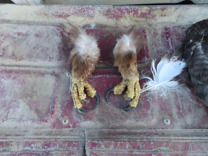 Branson Eagle Claws DOJ.jpeg