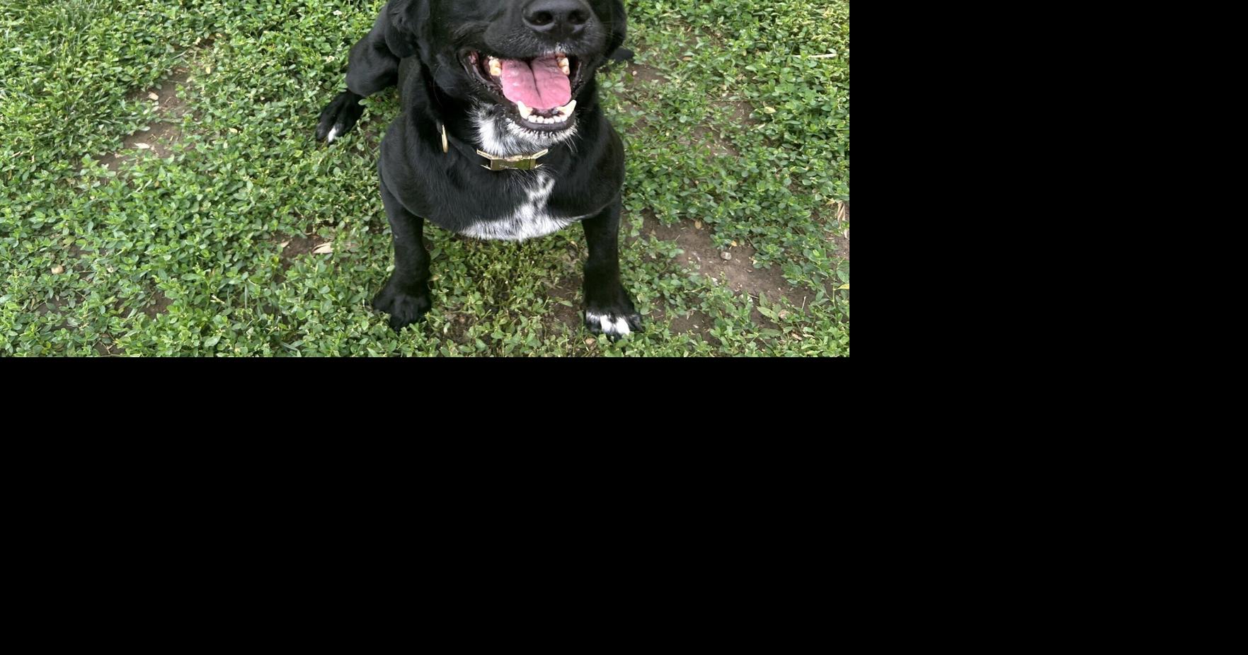 3rd time not the charm: Arthur still searching for forever home at Nebraska rescue