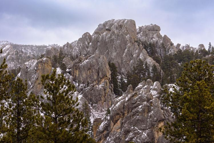 Needles in Snow.jpg