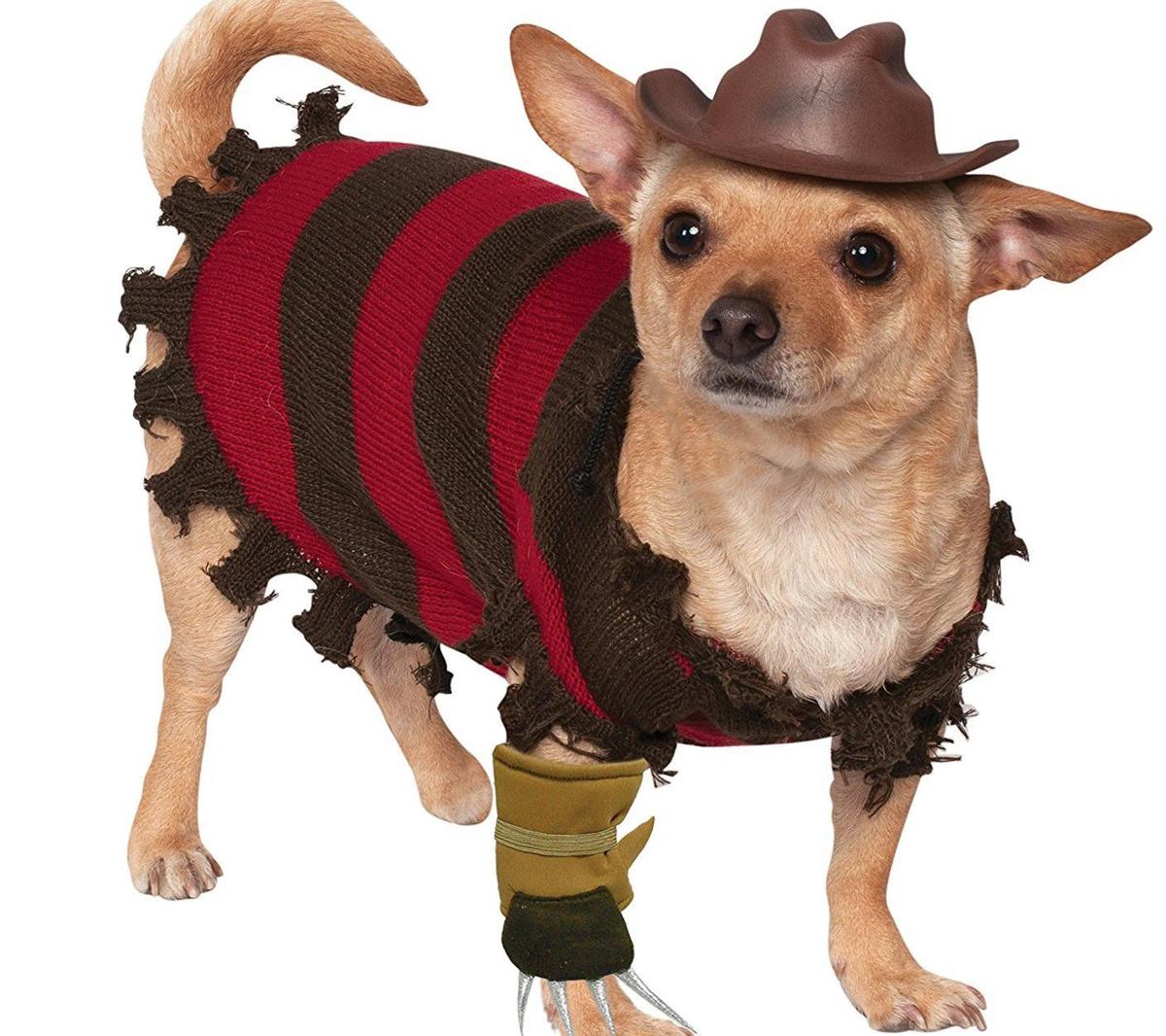 Dog Can Be Freddy Krueger For