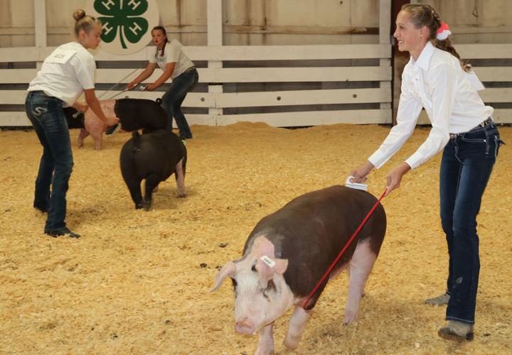 Dawes County Fair Results