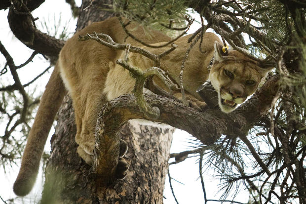 5 things to know before mountain lion hunting in South Dakota | Rcj ...