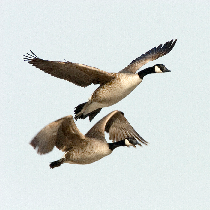 Geese
