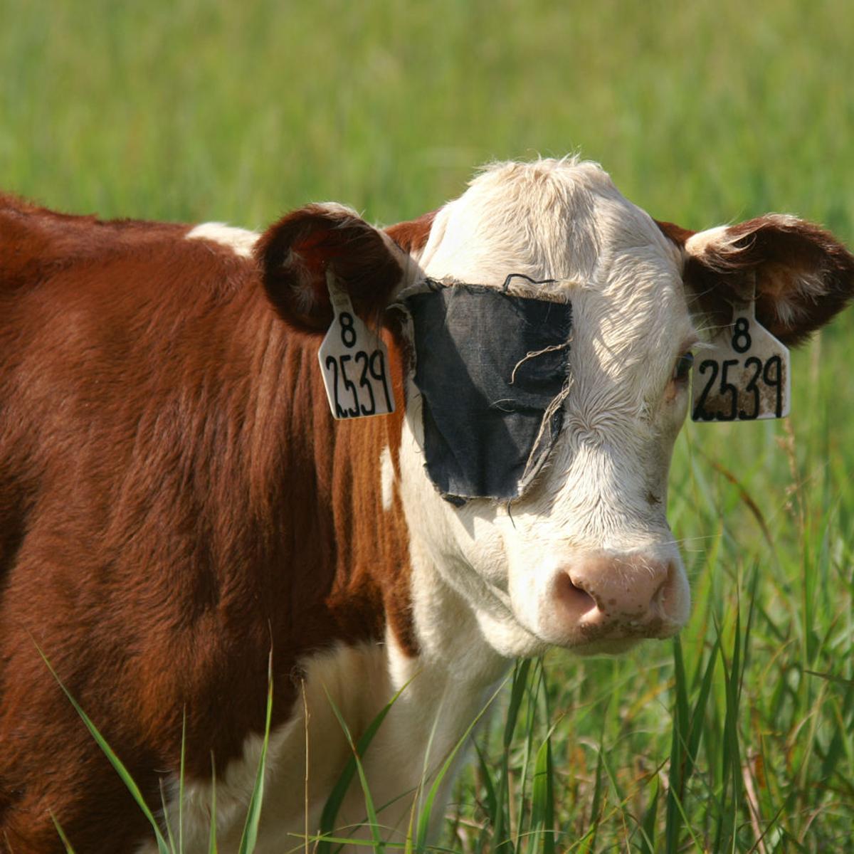 Wet Weather Can Lead To Pinkeye Outbreak Among Cattle Local Rapidcityjournal Com Wet Weather Can Lead To Pinkeye Outbreak Among Cattle Local Rapidcityjournal Com