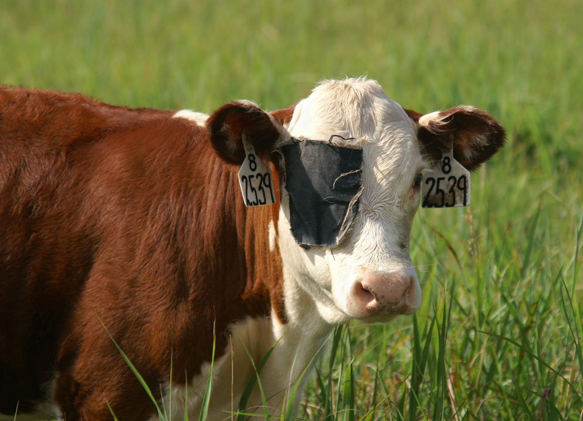 Wet weather can lead to pinkeye outbreak among cattle | Local