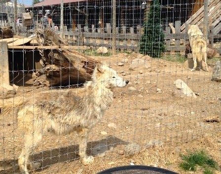 Deadwood moves to curb exotic animals | Local | rapidcityjournal.com