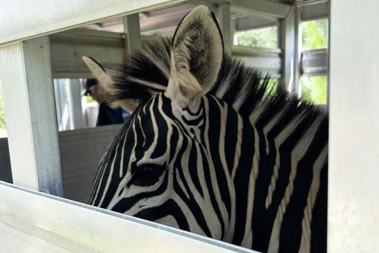 zebra-removed