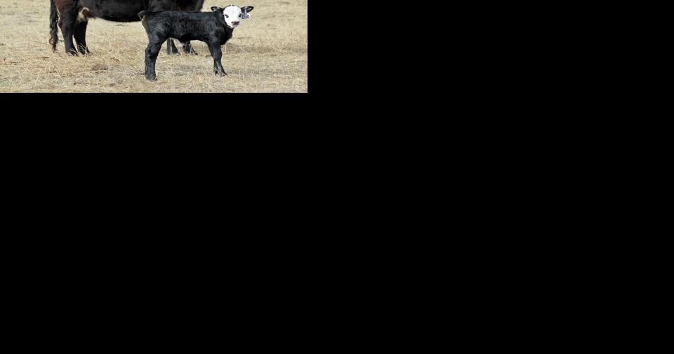 Cattlemen's 75th Annual Convention and Trade Show announces featured speakers and programming - Vimarsana News