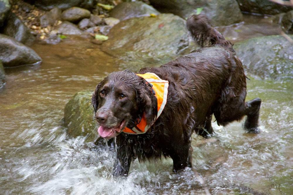 Visit NC for Fun-Filled Day Trips With Your Pooch! (image)