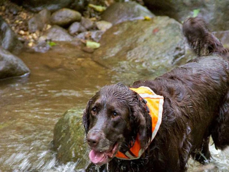 Visit Nc For Fun Filled Day Trips With Your Pooch Lifestyles