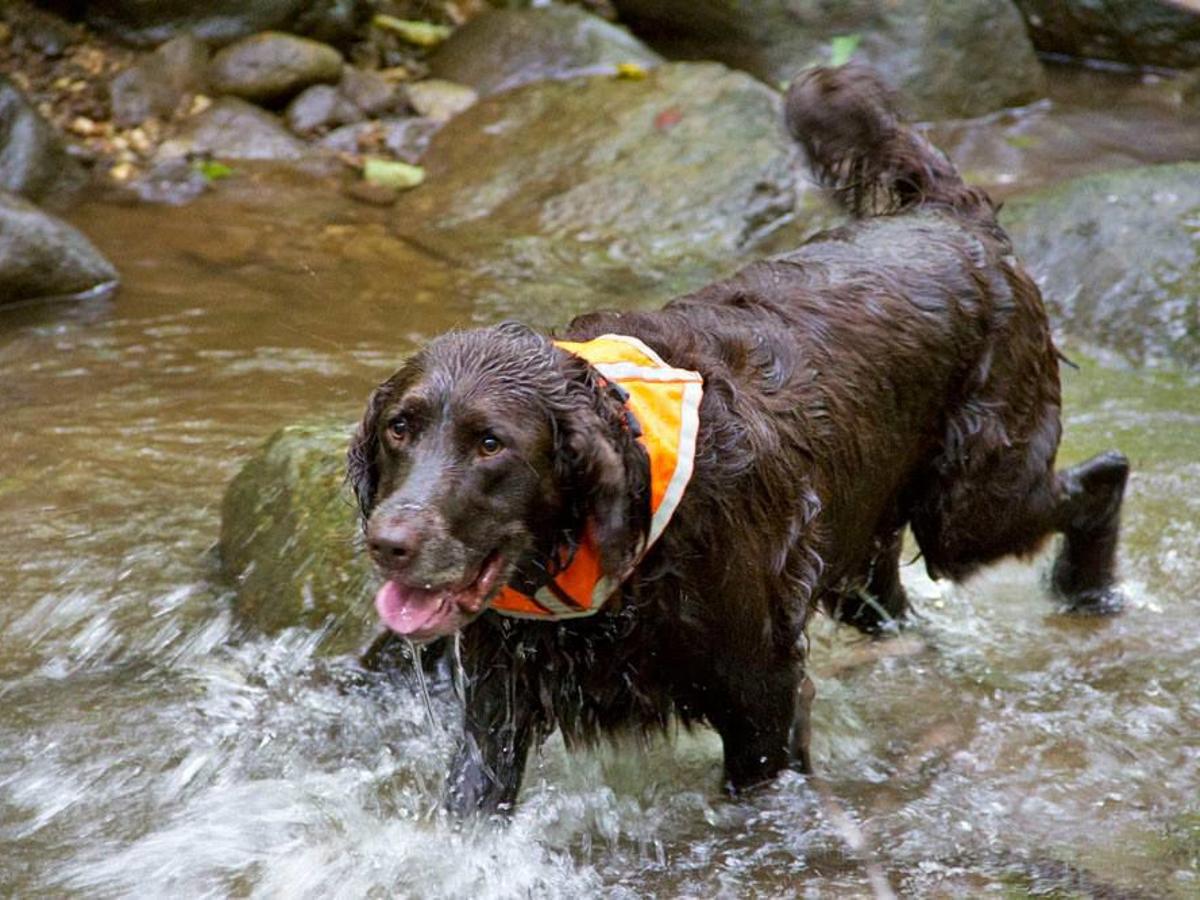 Visit Nc For Fun Filled Day Trips With Your Pooch Lifestyles