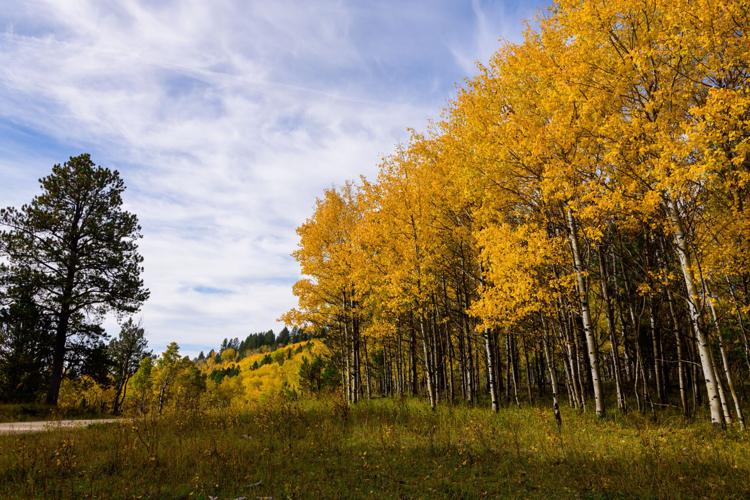 Aspen above Roughlock.jpg