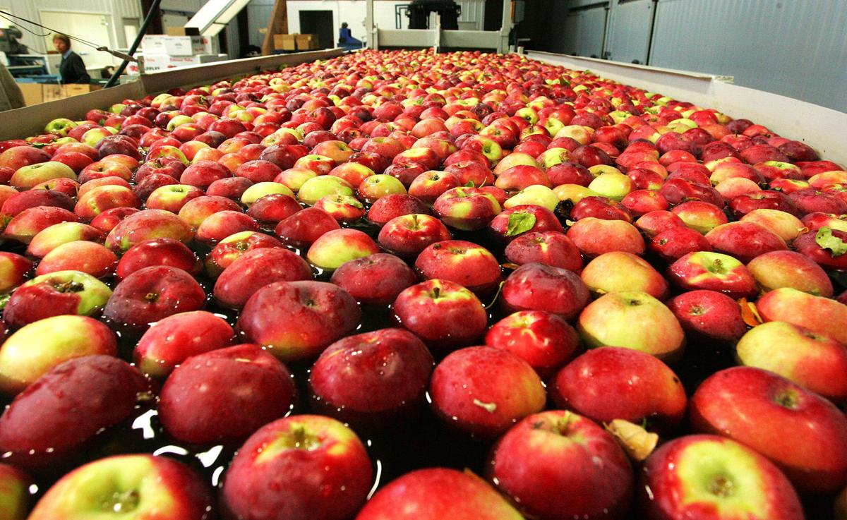 Dirty Fingernails Some tips on storing apples Local News