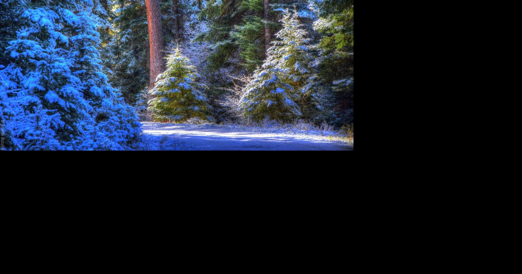 BNF Christmas tree permits now available