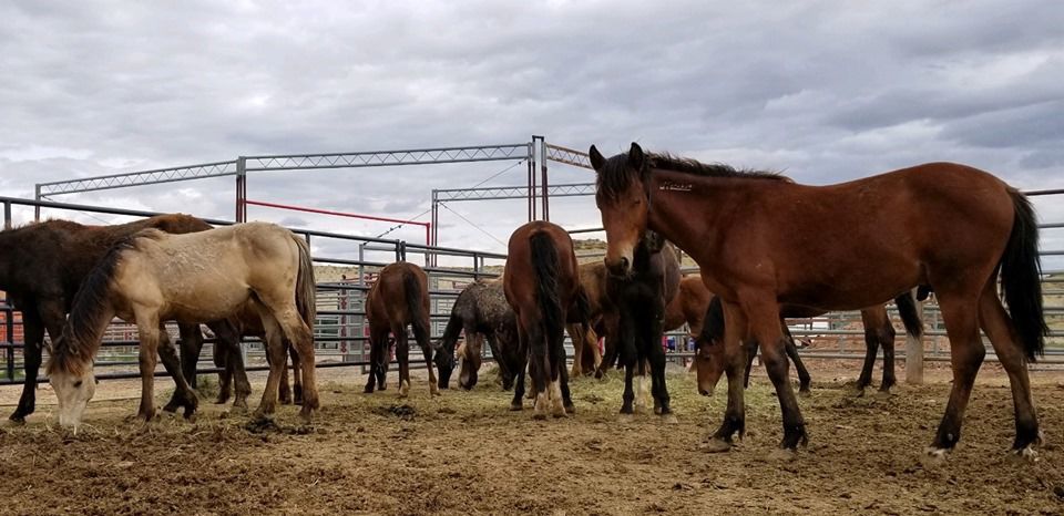 Wild Horse and Burro Adoption and Sale Events