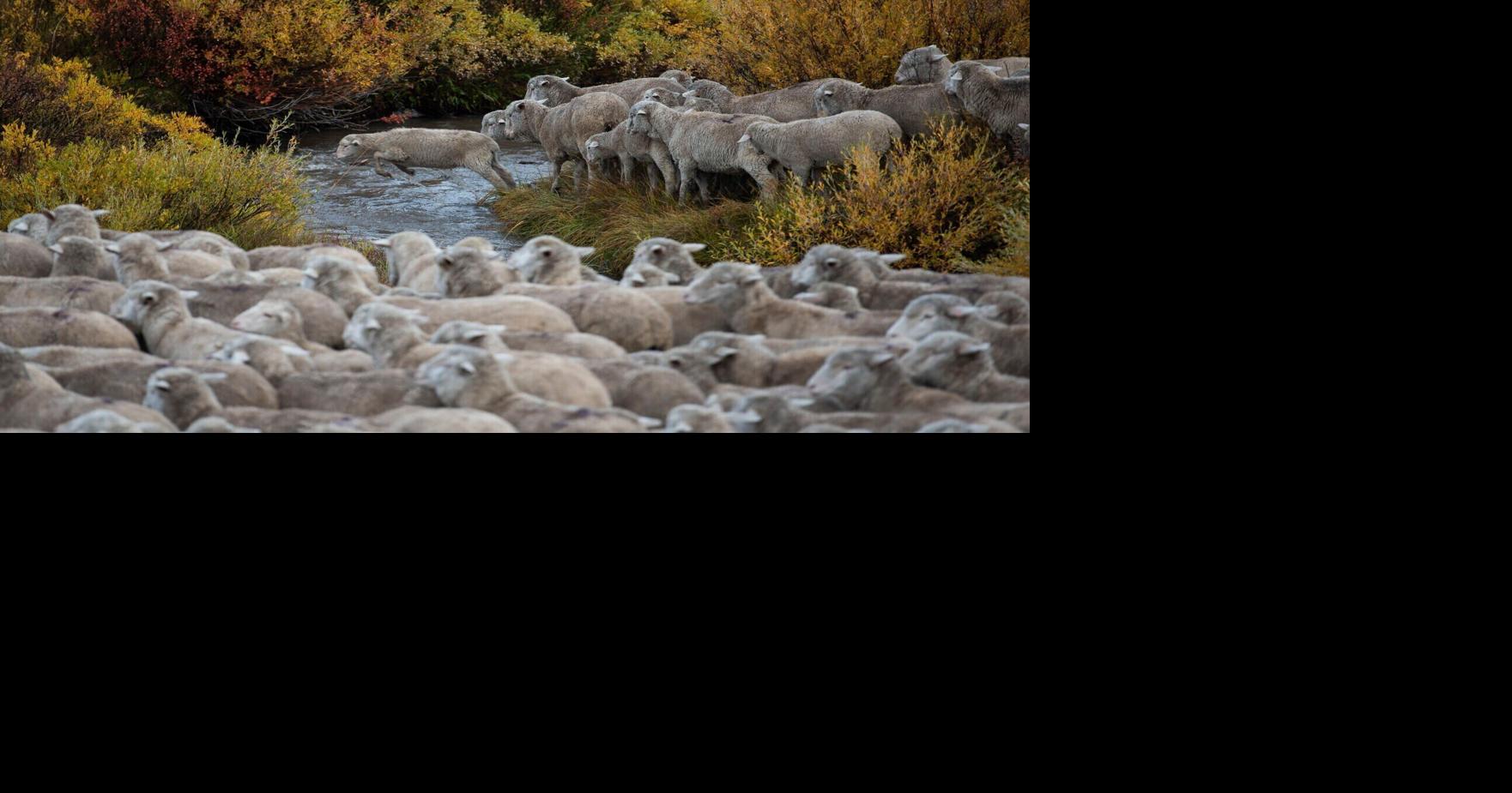 Over 200 sheep killed in lightning strike in Gravelly Range near Dillon