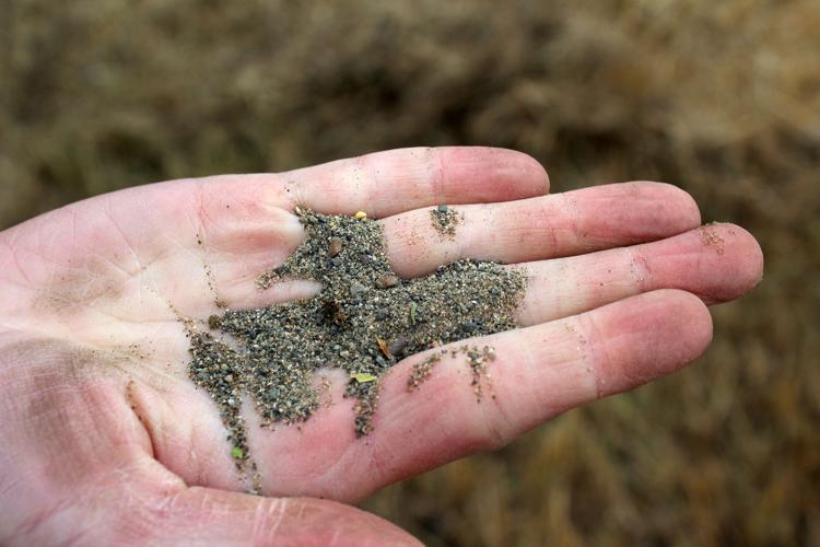 Bitterroot Audubon directs wildflower seed scattering at Skalkaho Bend Park