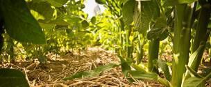 Soil education effort started in Ravalli County for agriculture producers