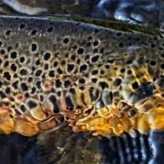 Save Wild Trout stirs controversy looking for trout answers - Vimarsana News