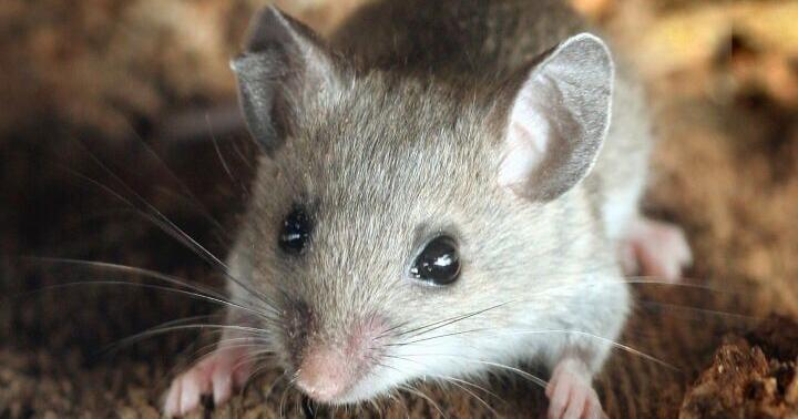 Mission mouse droppings: One reporter's quest to rid Montana cabin of hantavirus risk